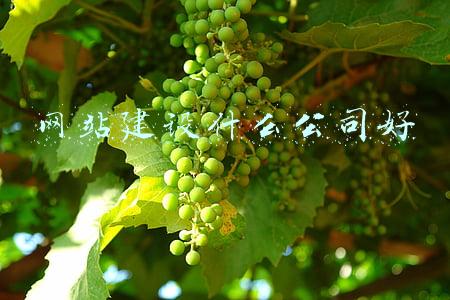 网站建设什么公司好
