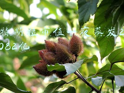 特斯拉市值一夜蒸发2082亿