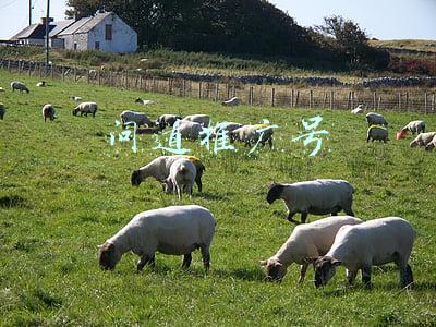 问道账号注册推广人(吉比特2020年报：净利润同比增长近三成 问道手游用户增速下降)