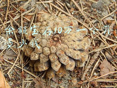 10万放余额宝一个月多少钱(利息又有新的调动！如今10万元放进余额宝，每天的利息是多少？)