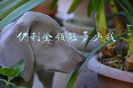 伊利金领冠多少钱