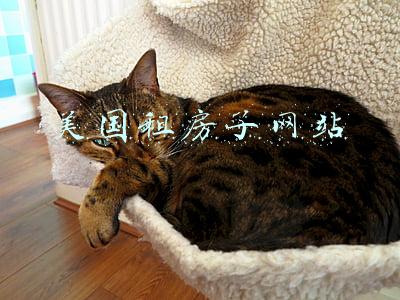 美国租房子网站