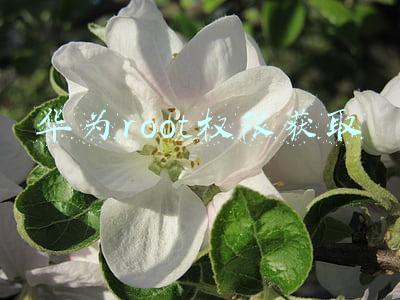 华为root权限获取失败怎么办(我的手机获取root许多次了为什么老是失败？)