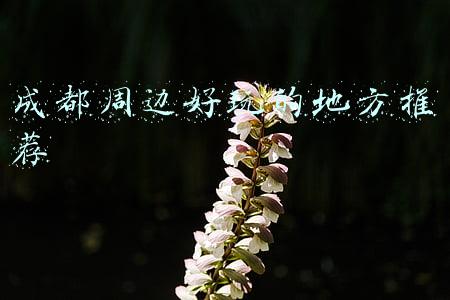 成都周边好玩的地方推荐一日游(成都周边不收门票的露营地！晒太阳、看雪山云海，一天就能来回)