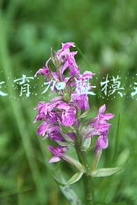 教育加盟模式