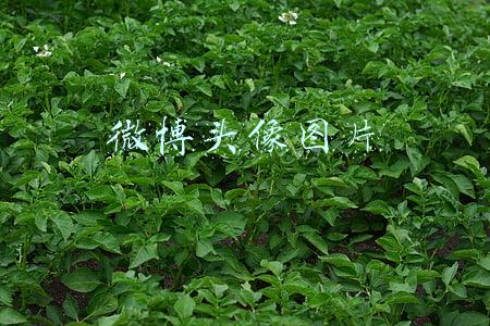 微博头像图片男(OMG | 头像玄学，是谁的前男友又中招了？)