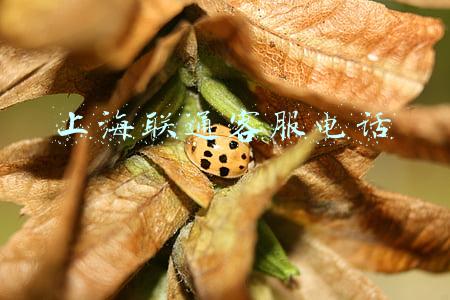 上海联通客服电话