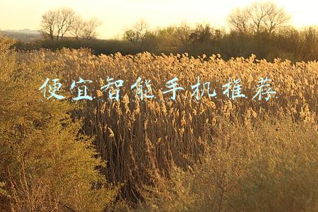 便宜智能手机推荐(便宜实用智能手机排行榜)(为省钱追求性价比不丢人，三款低价手机推荐，体验甚至不输旗舰机)