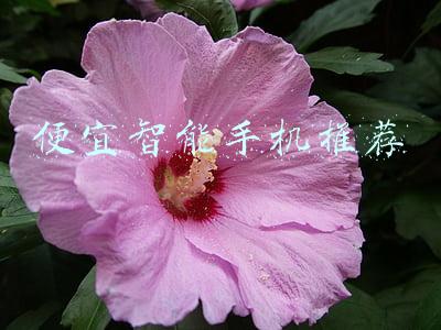 便宜的手机推荐(双11换手机最划算清单出来了，这三款降至白菜价，选对不选贵)
