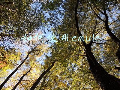 emule使用教程(emule电骡知识，基础配置篇（转自贴吧，二次整理）)