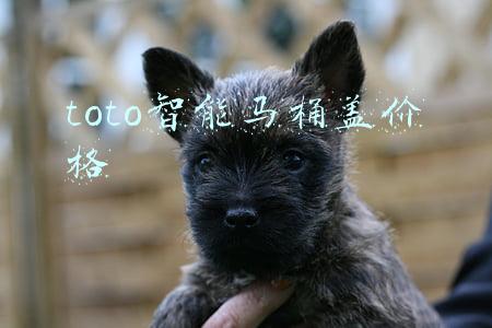 toto智能马桶盖价格
