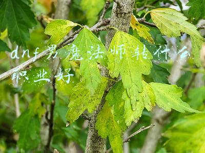 dnf男魔法师转什么职业好