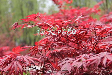 扬天p680-00加内存条(联想台式机成流畅办公新首选，神仙配置高效圈粉)