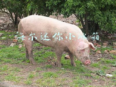 海尔小冰箱(小身材大智慧 几款小户型冰箱推荐)