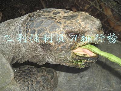 飞利浦剃须刀排行榜