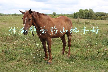什么牌子的山地车好