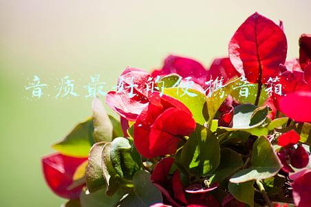 音质最好的便携音箱