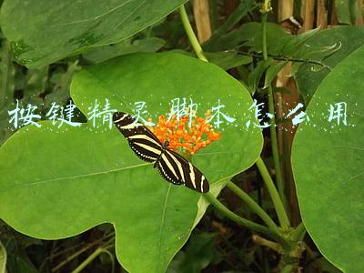 按键精灵写好的脚本怎么运行(「按键精灵」写脚本时一些不好的习惯)