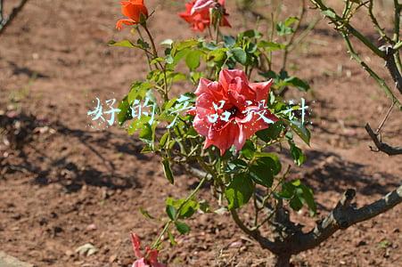 好的产品设计怎么卖出去(行为设计：产品设计如何利用心理学和用户动机的指南)
