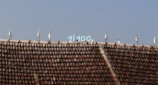 glgoo