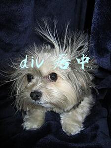 div 居中