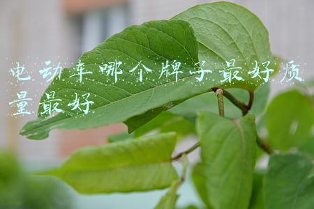 电动车哪个牌子最好质量最好
