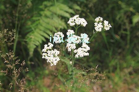 ipa安装包(苹果正式发布iOS 15.3，修复Safari浏览器等多项重要漏洞)