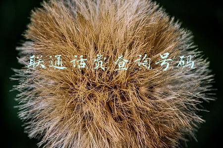 联通话费查询号码