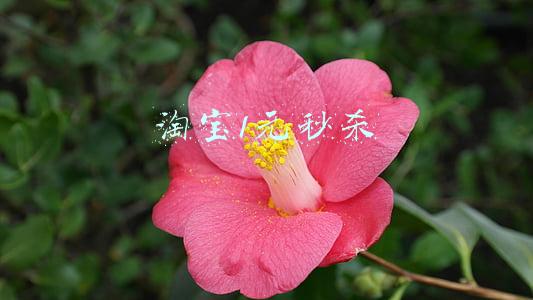 淘宝1元秒杀