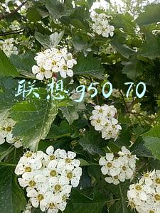 联想g50 70