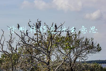 移动呼叫转移是什么意思(呼叫转移功能都不知道？再不学中招的就是你！)