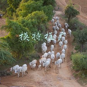 模特推广费是什么意思(招聘兼职模特的套路，你知道为什么会被定性为诈骗罪？)