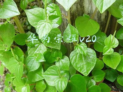 华为荣耀v20