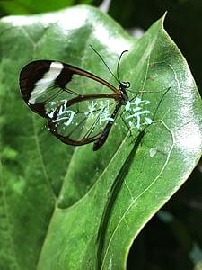 冯耀宗