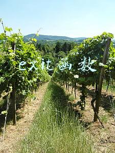 exit方法(Linux｜退出终端后让程序后台运行，记得最后exit)