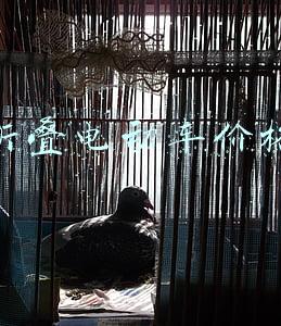 爱玛折叠电动车价格(3款电动自行车新品，续航达120km，车型实用能上牌，只要2000多)