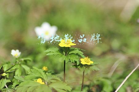 雪地靴品牌