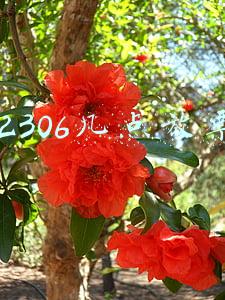 12306几点放票一次(12306售票时间，延长到凌晨1点)