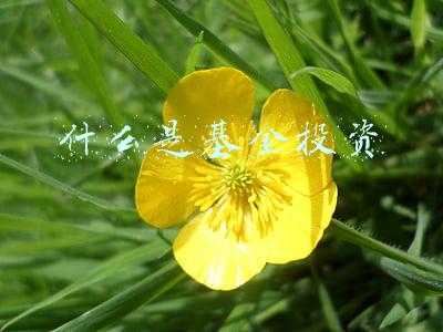 什么是基金投资