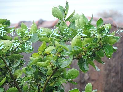 苹果13手机充电发烫是什么原因(充电器发热原因简解)