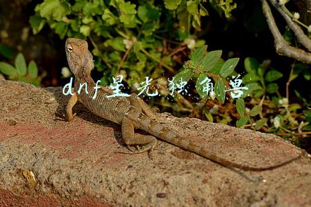 dnf星光独角兽绝版了吗(DNF：堪比海景房，细数DNF里为数不多的绝版道具)