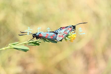 卡其色和驼色 卡其色和驼色