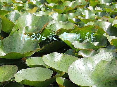 12306放票规律