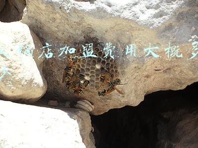 一般火锅加盟费要多少-火锅加盟费