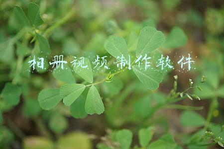 相册视频制作软件
