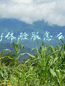 dnf官网体验服入口(DNF：体验服又更新了！5.20版本活动提前看)