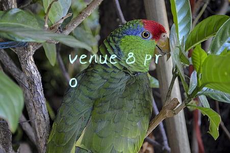 venue 8 pro