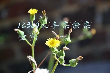 12360火车票余票查询