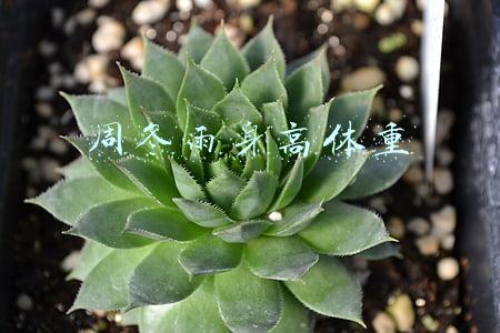 周冬雨身高体重多少斤(周冬雨现身机场，162厘米身高体重仅44公斤，娱乐圈中的竹竿身材)