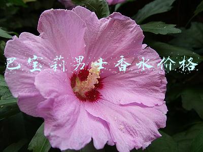 巴宝莉男士香水价格